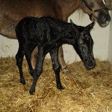 Anden særlig race s Düvel