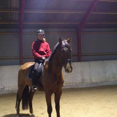 Anden særlig race Aladin