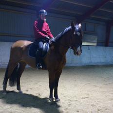 Anden særlig race Aladin