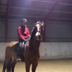 Anden særlig race Aladin