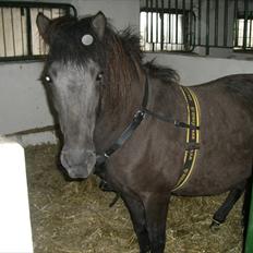 Islænder Loa fra Højgård