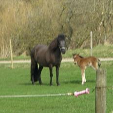 Islænder Loa fra Højgård