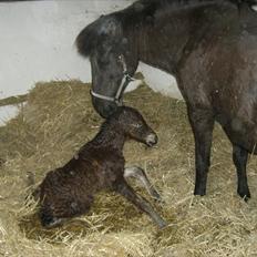 Islænder Loa fra Højgård