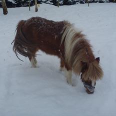 Anden særlig race caroline