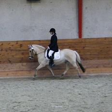 Fjordhest Emjays mille