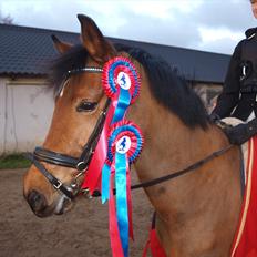 New Forest HØJVANGS FIE