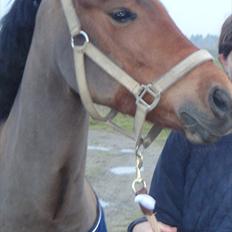 New Forest HØJVANGS FIE