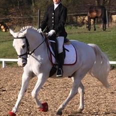 Anden særlig race Flamme Lé Grande ~