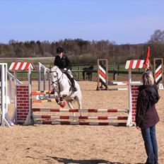 Anden særlig race Flamme Lé Grande ~