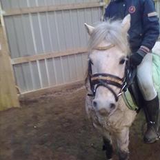 Welsh Pony (sec B) spirit 