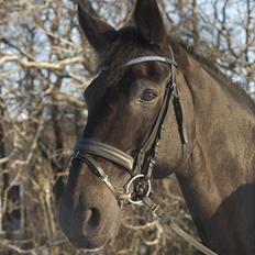 Anden særlig race Papin´s Laceour *R.I.P*