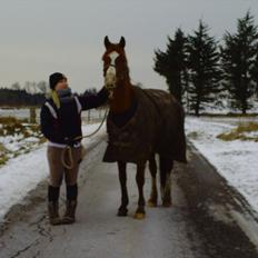 Hollandsk Sportspony Brenco