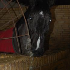 Dansk Varmblod Malux Macohl