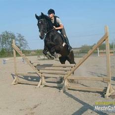 Dansk Varmblod Malux Macohl