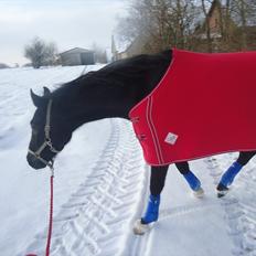Anden særlig race Meulengrachts Don Cordoba
