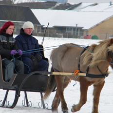 Islænder Katla fra Flintegården