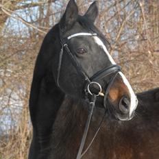 Dansk Varmblod Ny Snogdals Ataya 