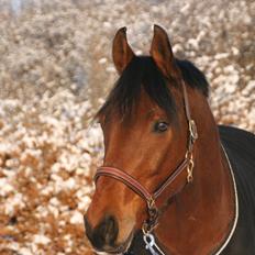Dansk Varmblod Gersholms Calaf