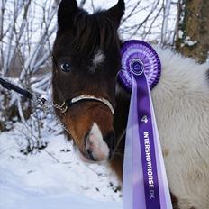 Amerikansk Miniature Teglmosens Afrodite West