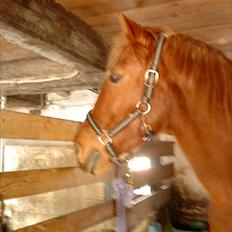 Anden særlig race Blundy