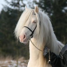 Welsh Pony (sec B) Låddenhøjs Inox - Avlshingst