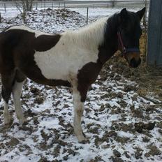 Anden særlig race Halkærhus Painted Lacey