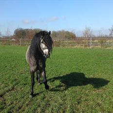 Welsh Pony (sec B) KlintHolms Sir Cliff