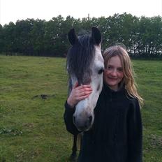 Welsh Pony (sec B) KlintHolms Sir Cliff