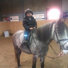 Welsh Pony (sec B) KlintHolms Sir Cliff