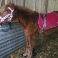 Anden særlig race Leika 