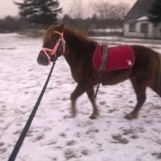 Anden særlig race Leika 