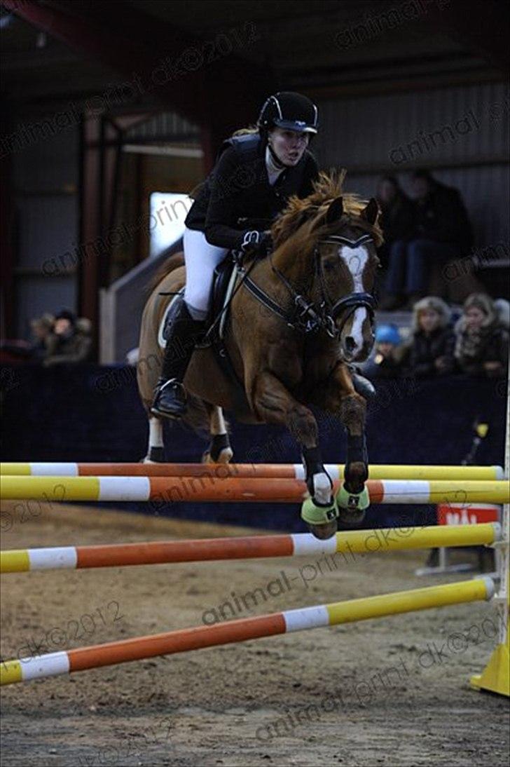 DSP Tesoro - MB* på Hillerød Sportsrideklub ... <3 billede 5