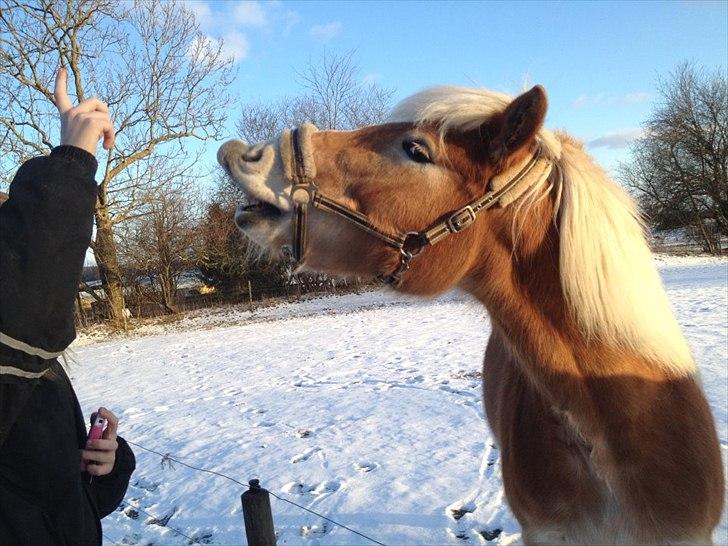 Haflinger Boline Bendroff - Det er kun dig, der kan få mig til at smile :'-) <3 billede 3