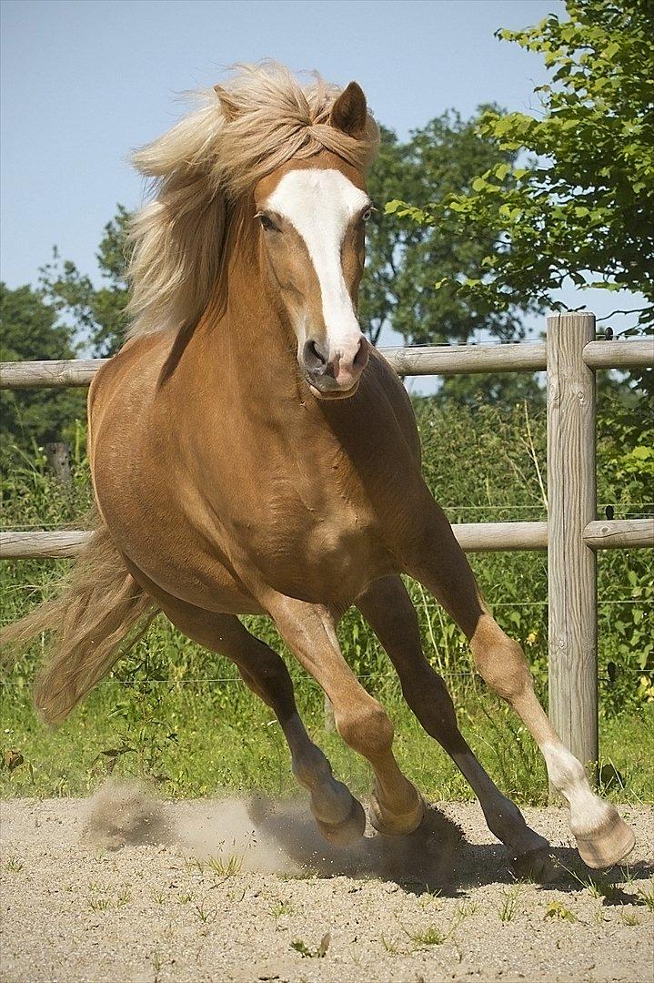Islænder Frigg fra Teglbrændergård billede 1