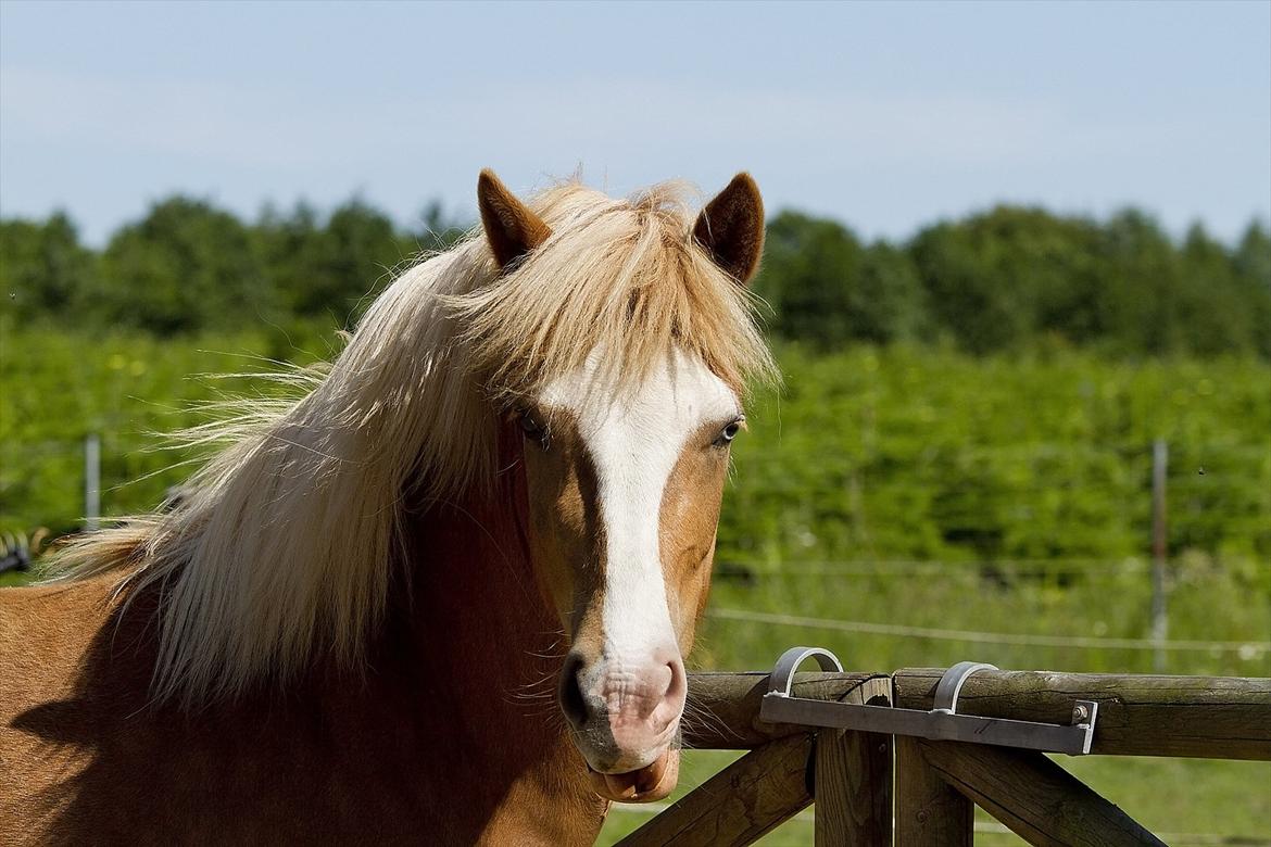 Islænder Frigg fra Teglbrændergård billede 2