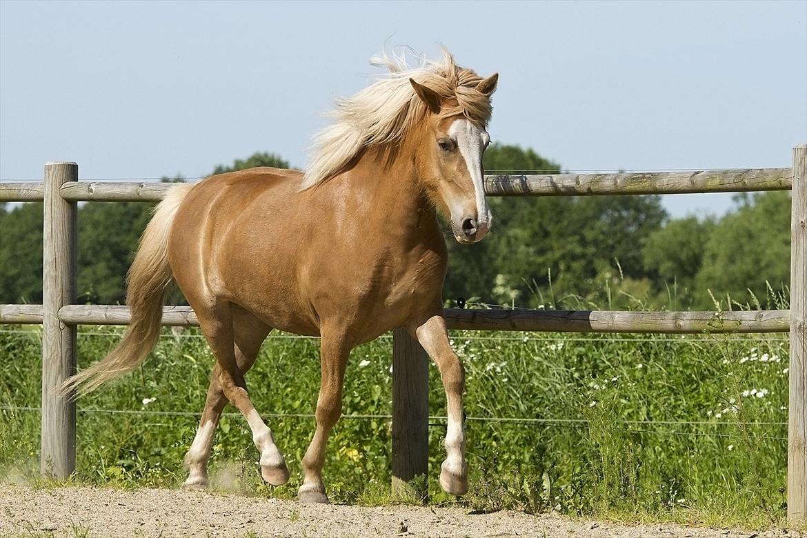 Islænder Frigg fra Teglbrændergård billede 3