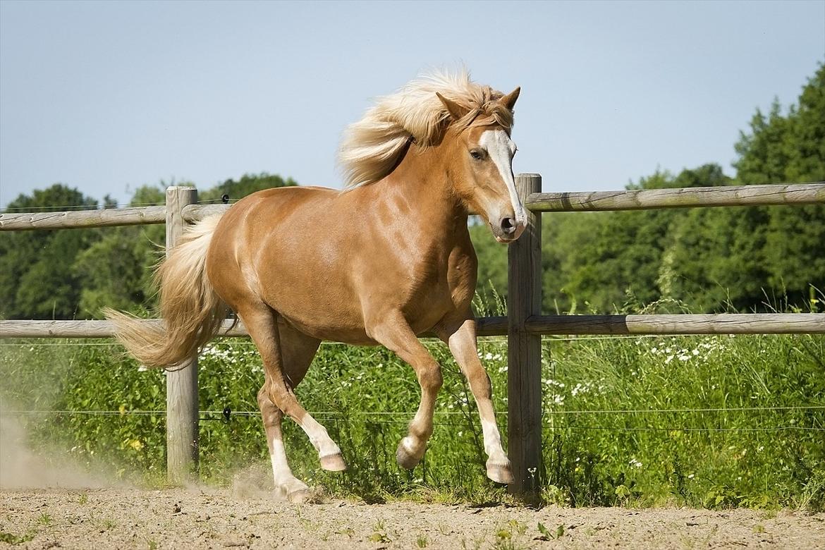 Islænder Frigg fra Teglbrændergård billede 4