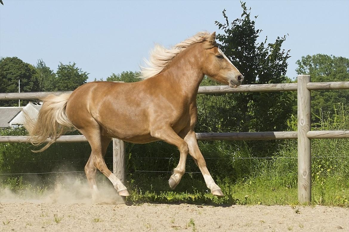 Islænder Frigg fra Teglbrændergård billede 5