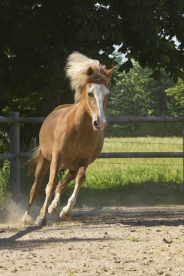 Islænder Frigg fra Teglbrændergård billede 6