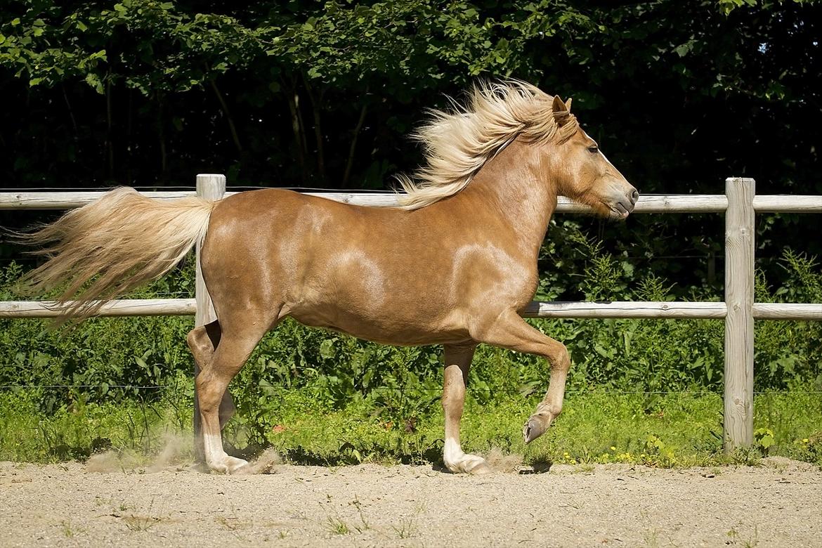Islænder Frigg fra Teglbrændergård billede 7