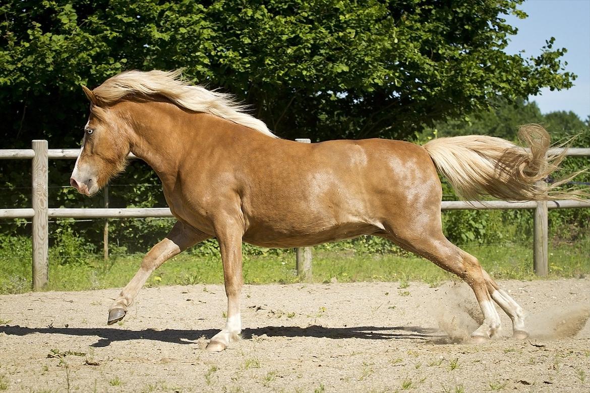 Islænder Frigg fra Teglbrændergård billede 8