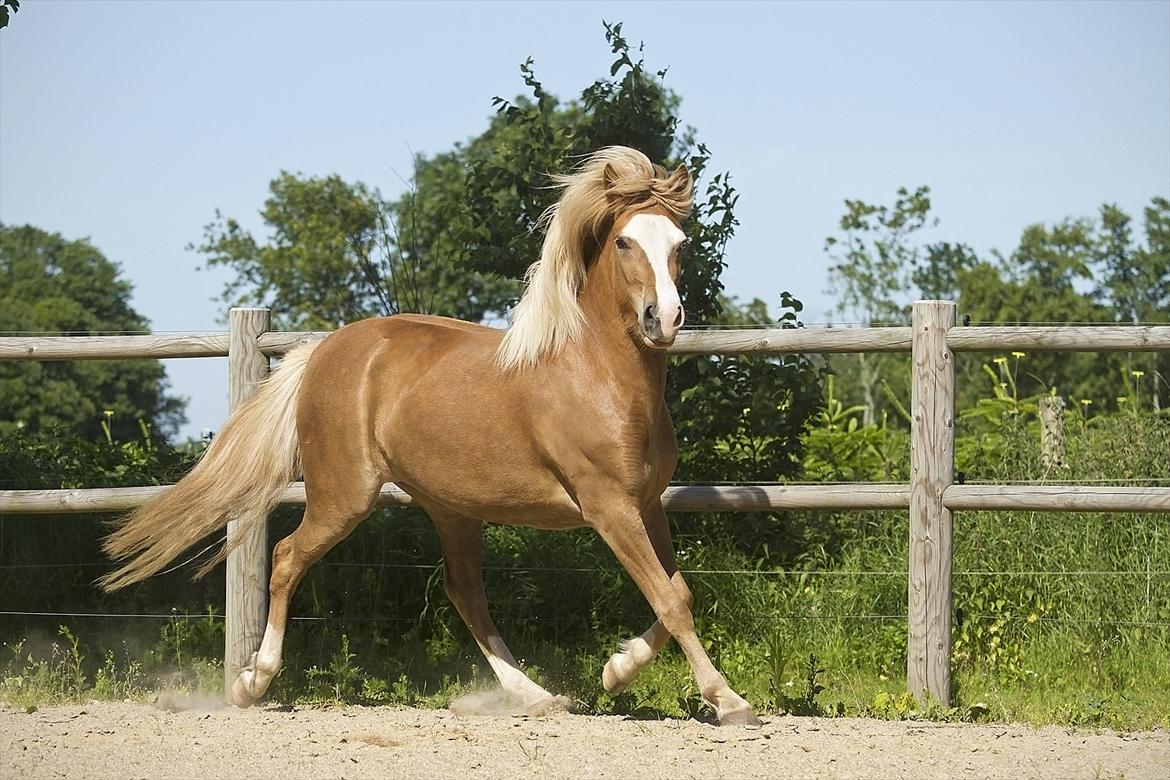 Islænder Frigg fra Teglbrændergård billede 9