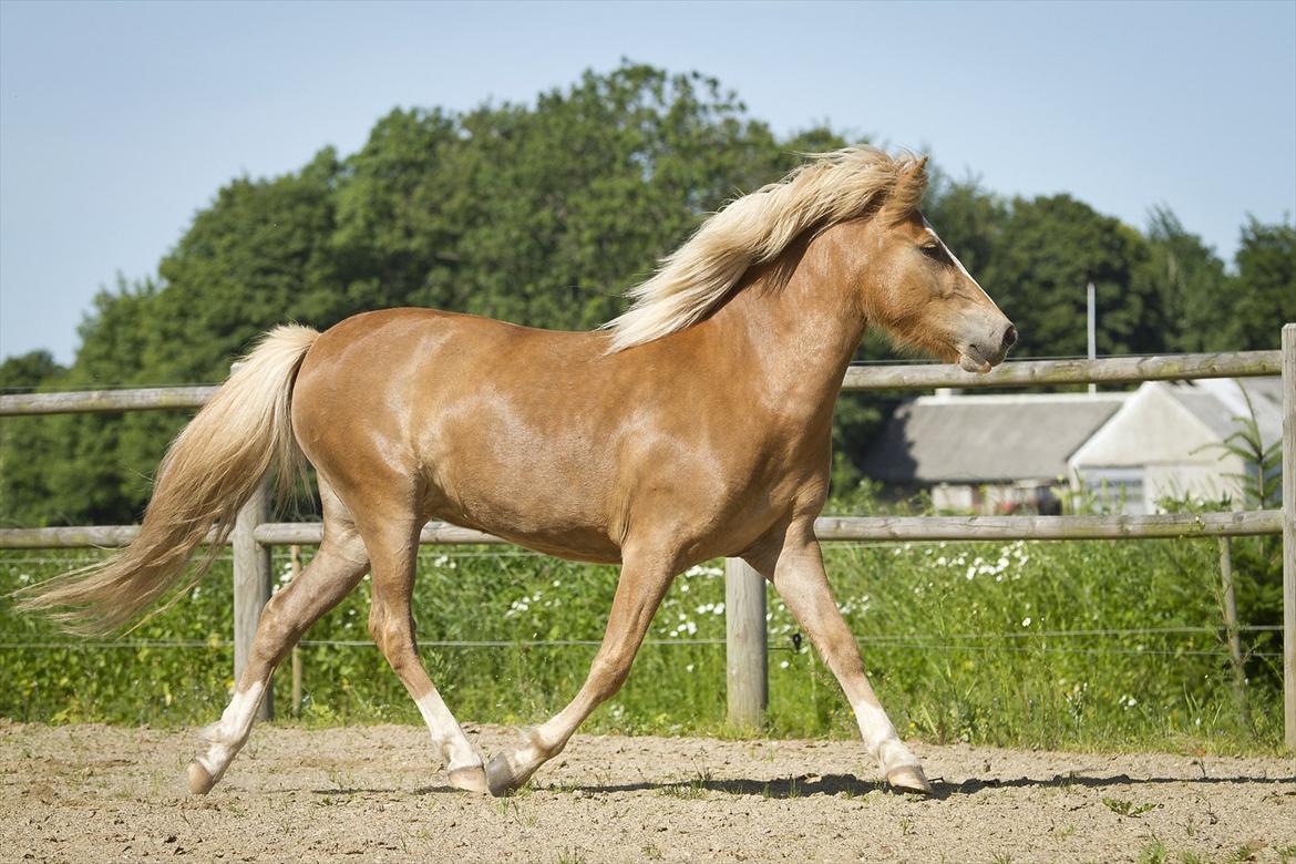 Islænder Frigg fra Teglbrændergård billede 10