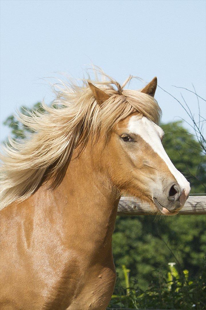 Islænder Frigg fra Teglbrændergård billede 11