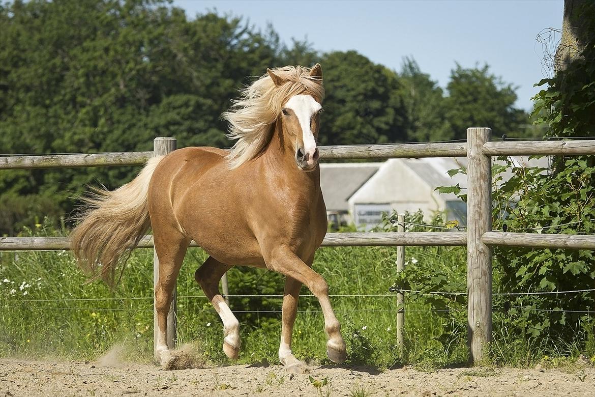 Islænder Frigg fra Teglbrændergård billede 12