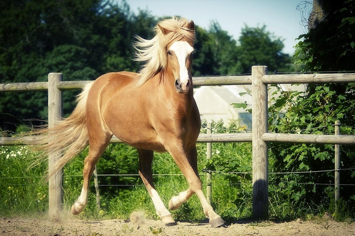 Islænder Frigg fra Teglbrændergård billede 13