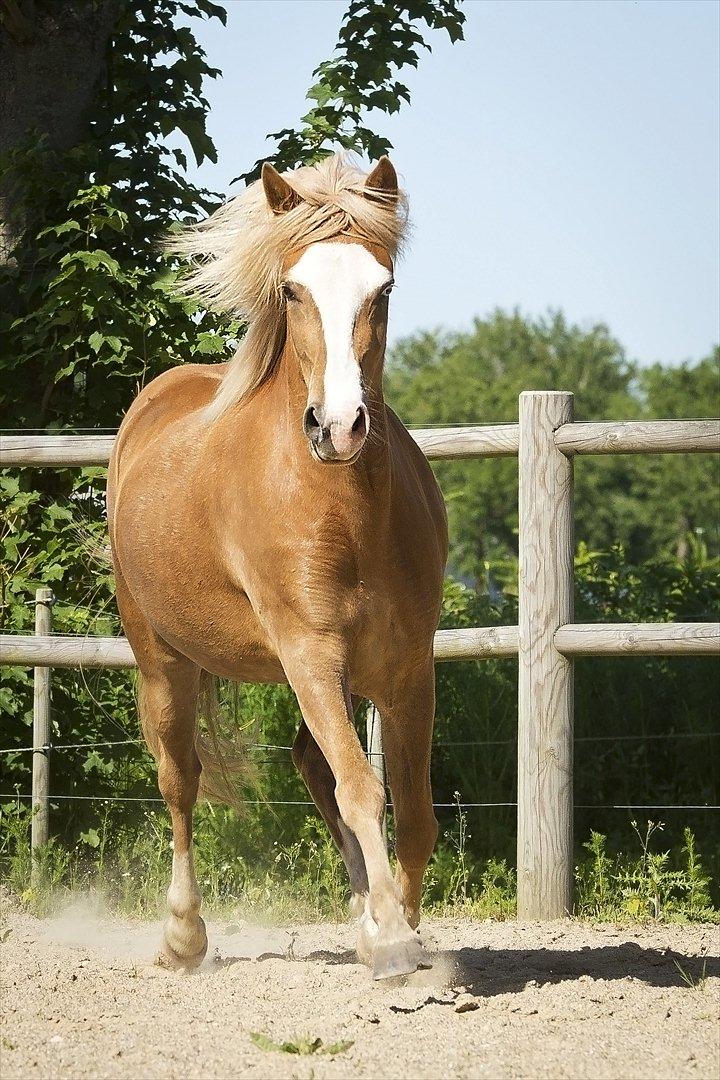 Islænder Frigg fra Teglbrændergård billede 14