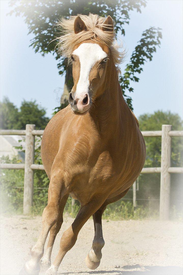 Islænder Frigg fra Teglbrændergård billede 15