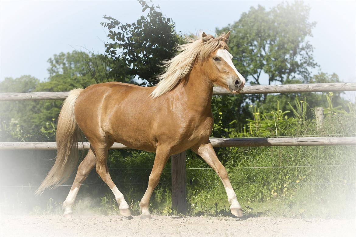 Islænder Frigg fra Teglbrændergård billede 16