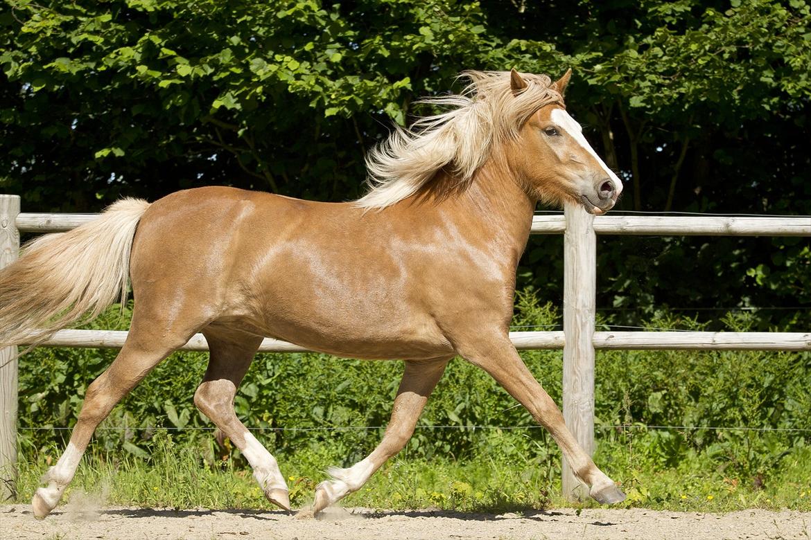Islænder Frigg fra Teglbrændergård billede 17